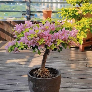 粉红豹 三角梅原生苗 嫁接苗 高飘 棒棒糖  带花不带花都有可看苗