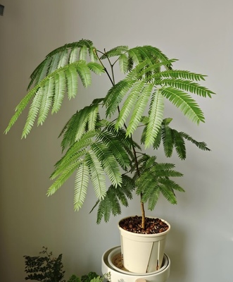 密叶猴耳环 室内绿植 网红热门款 老桩 根系饱满 泥炭土种植