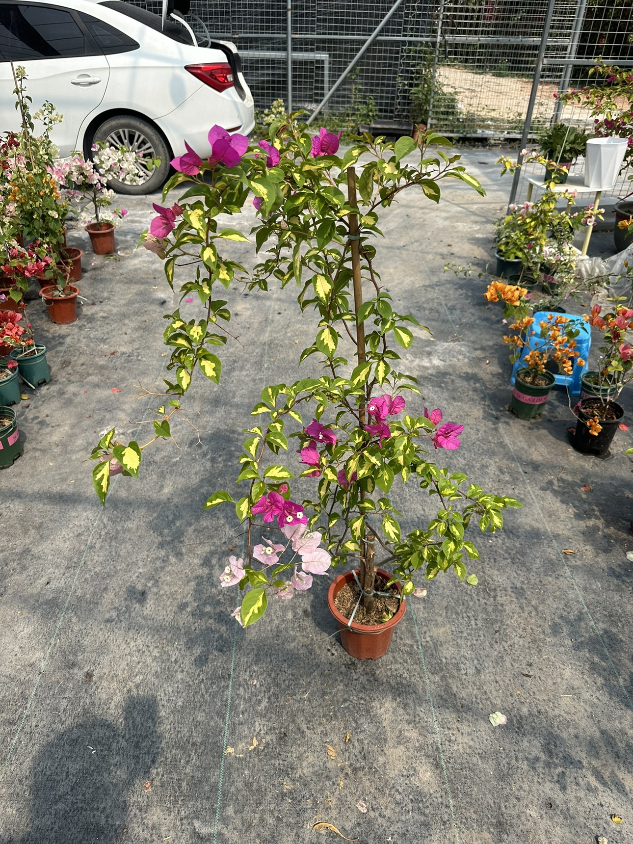 勤花金心双色三角梅爬藤植物盆栽带花盆客厅庭院四季开花新款包邮