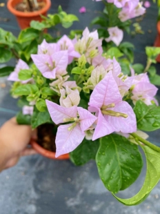 粉茉莉 三角梅 2023年 新稀有品种 粉紫色花朵 绿色卷叶
