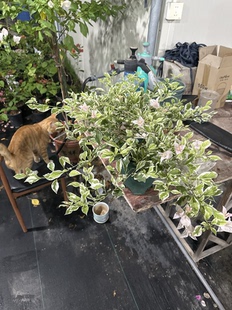 粉布丁三角梅花叶版婆罗洲樱花新品四季勤开花金边雪公主