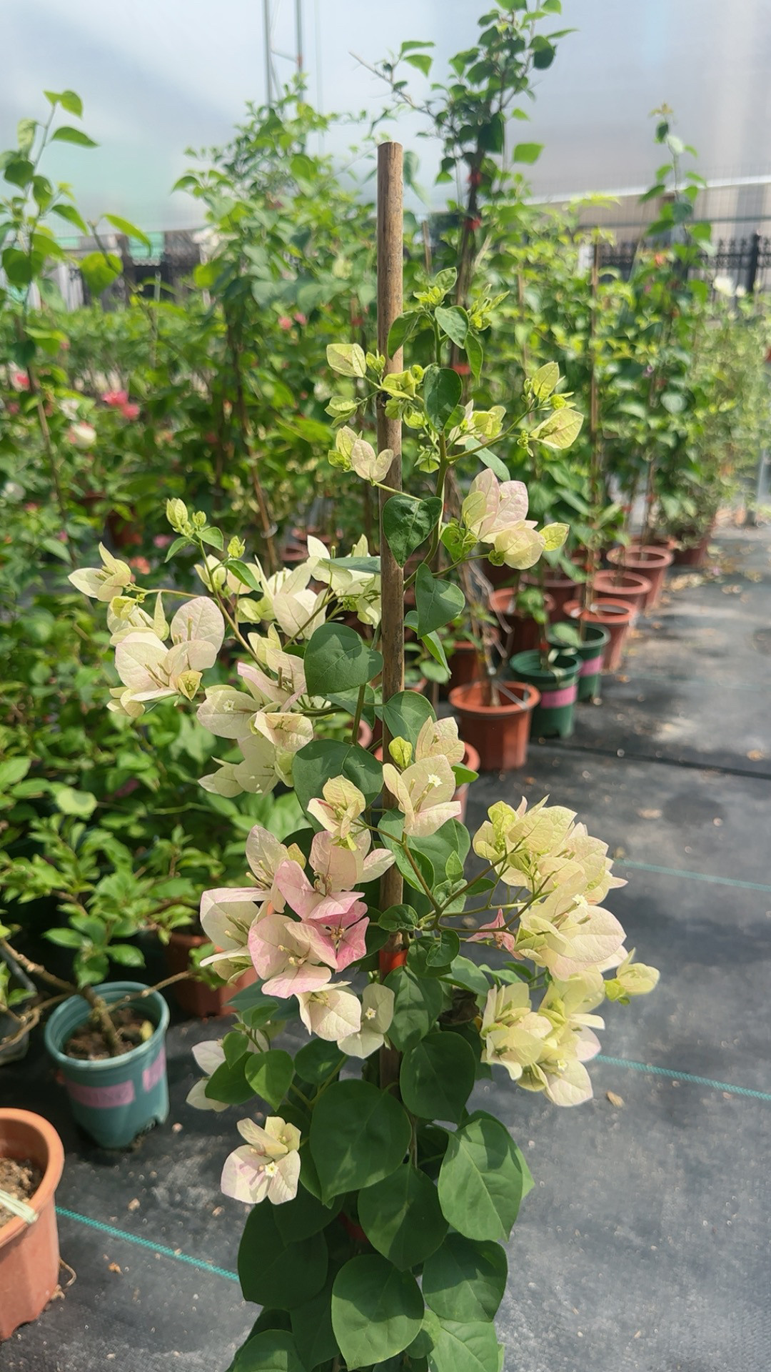 绿叶 五宝三角梅 原生带花 四季开花阳台庭院花卉