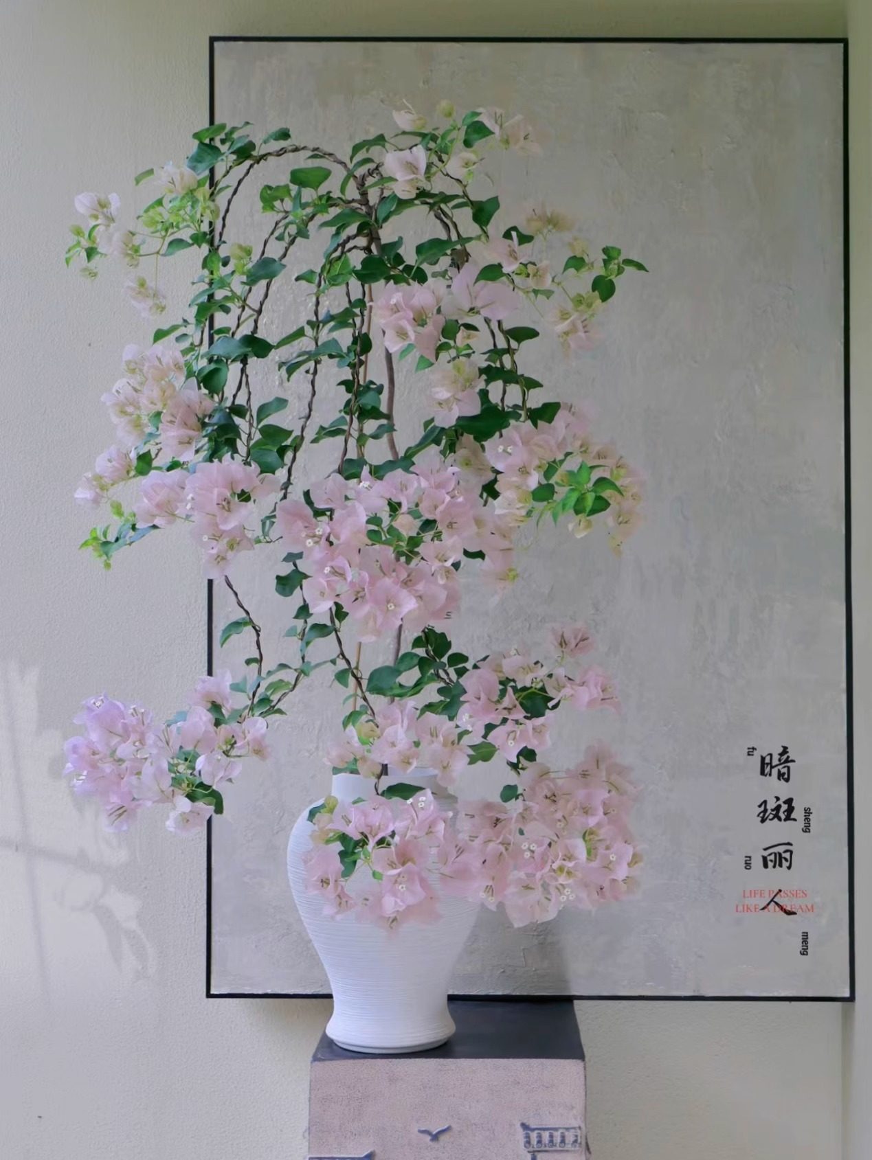 《暗斑丽人》暗斑国姐 三角梅粗杆子飘枝垂钓高飘三角梅花卉绿植