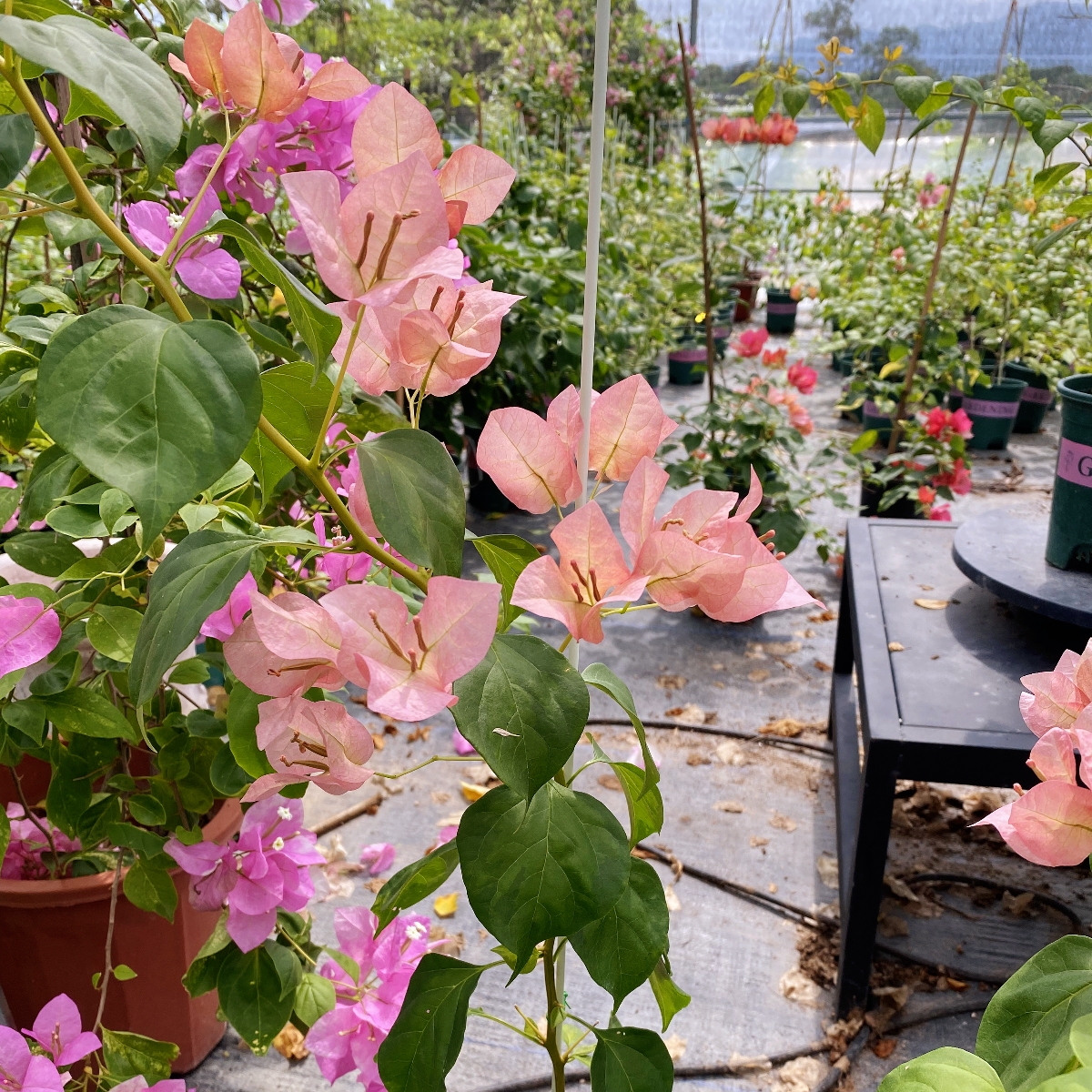 落日日落三角梅原生苗粗杆子 （可看苗情 可选苗）包对版