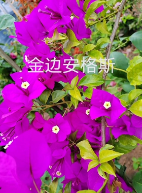 三角梅 金边安格斯 稀有变异品种紫色花朵云南紫变异好养耐造耐寒