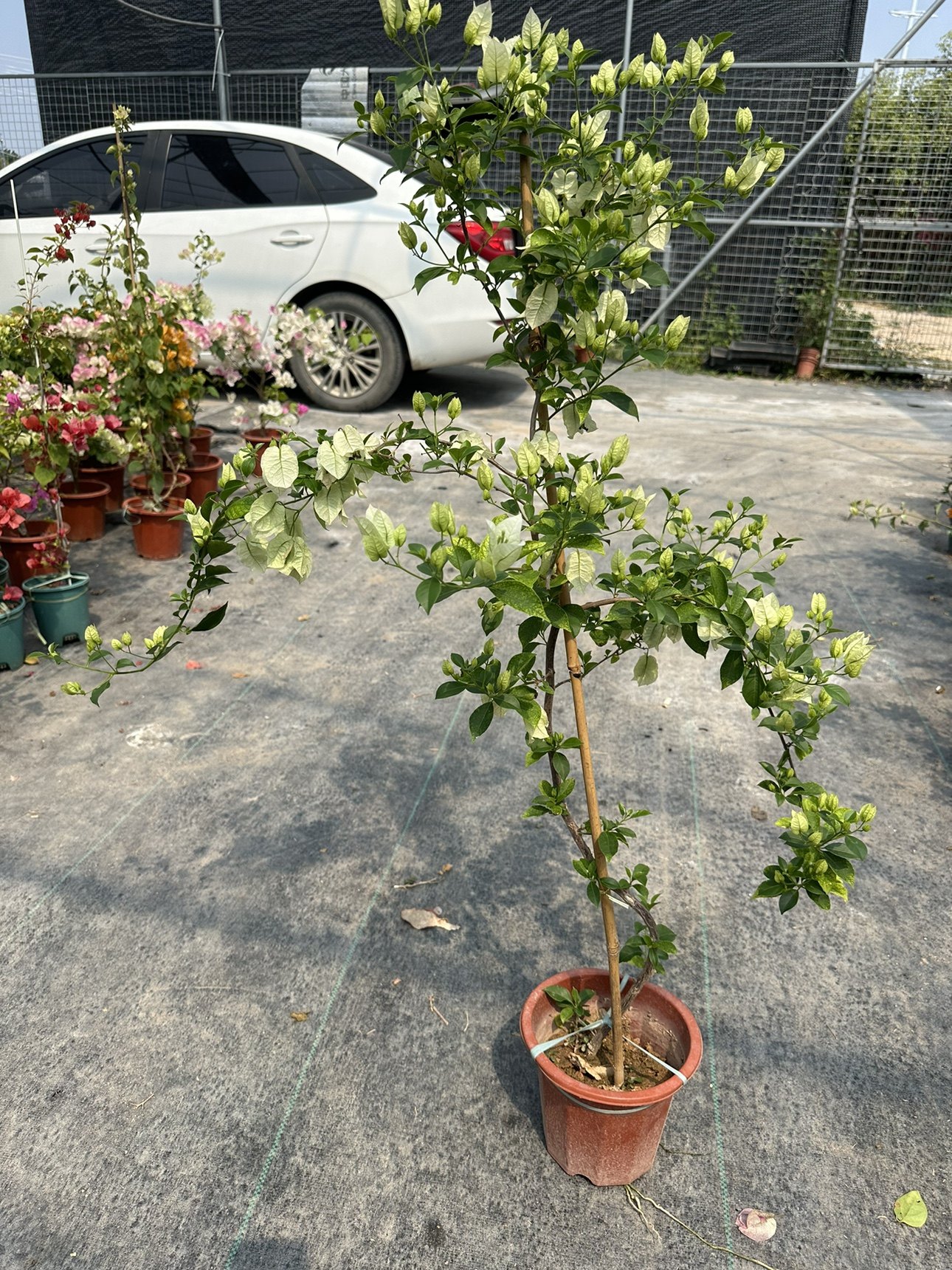 白雪公主带花三角梅室内阳台爬藤新款绿植花卉勤花易养活四季勤花