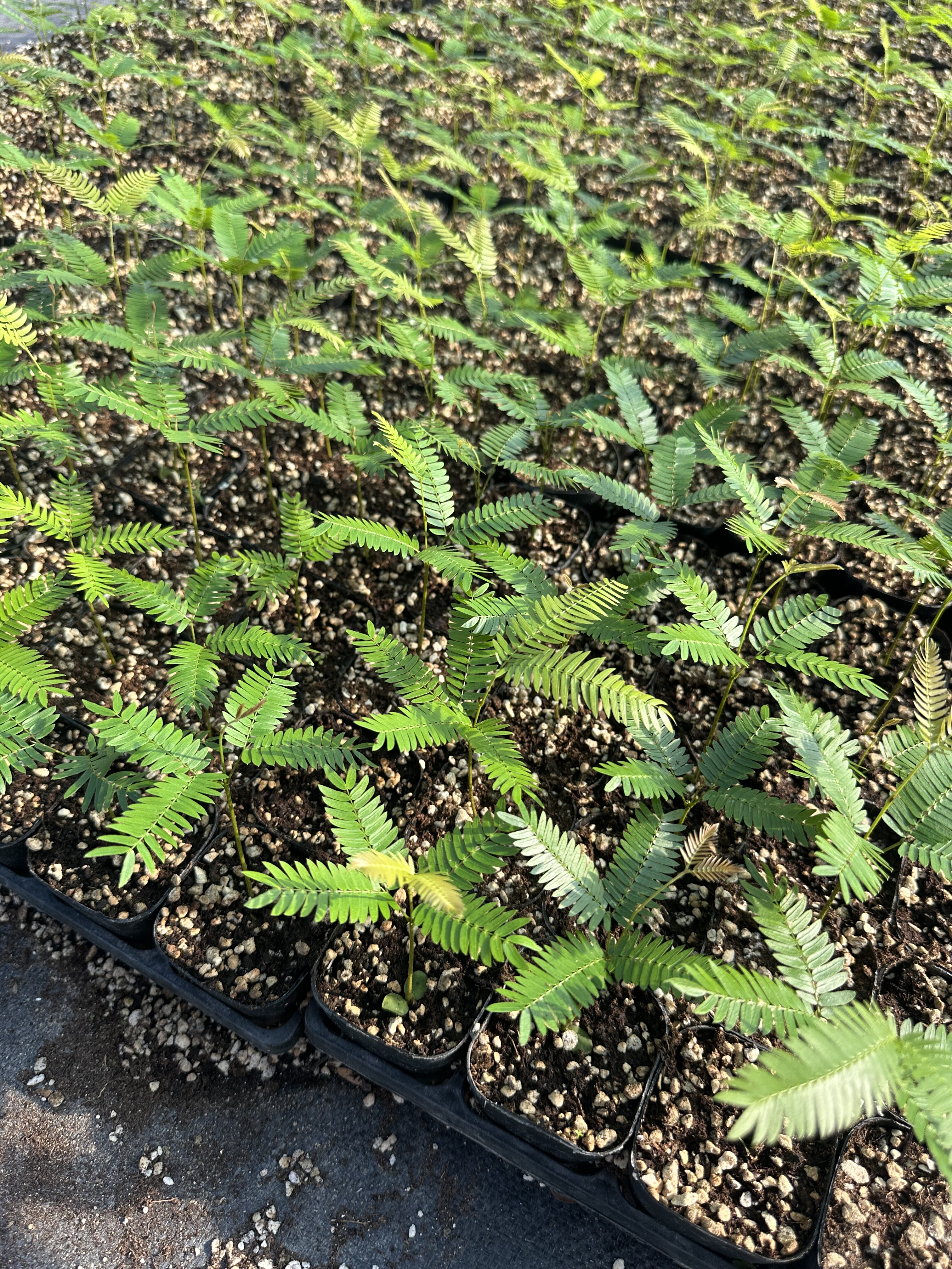 自家基地 密叶猴耳环4片叶子以上   室内网红热门观叶绿植