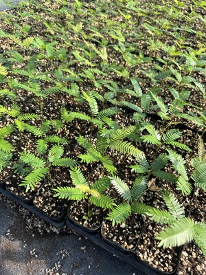 自家基地 密叶猴耳环4片叶子以上   室内网红热门观叶绿植