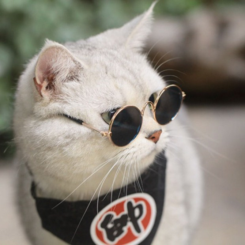 太阳镜装饰品可爱蓝猫狗狗眼镜