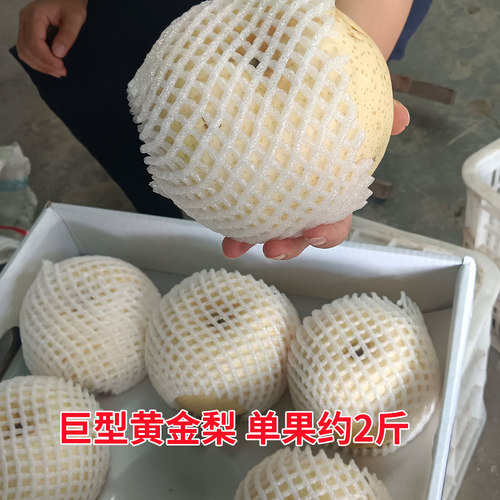 山东黄金梨现摘脆嫩多汁巨大果