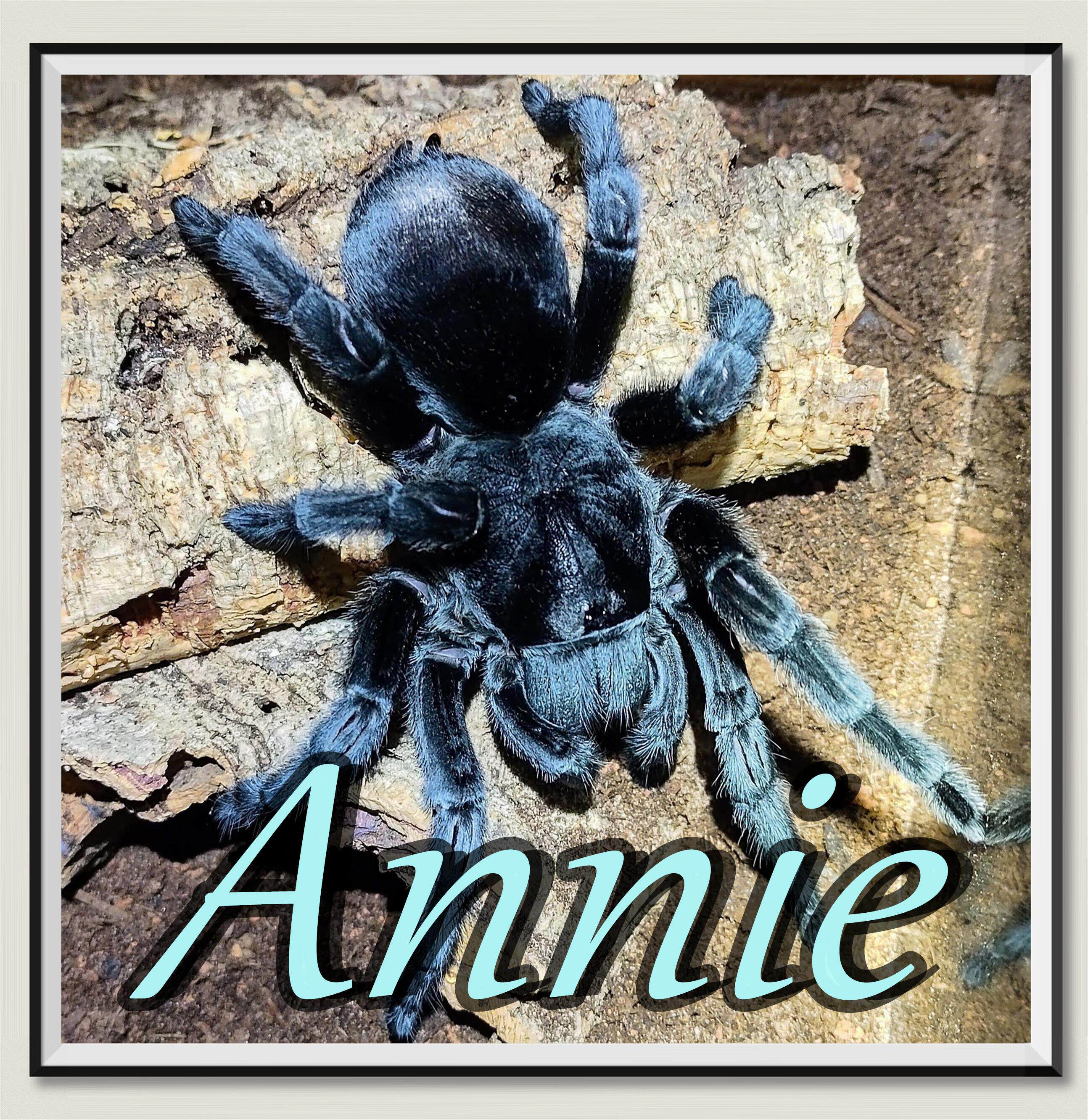 巴西黑丝绒网红宠物蜘蛛爆款超高人气王g属适合新手温顺好养