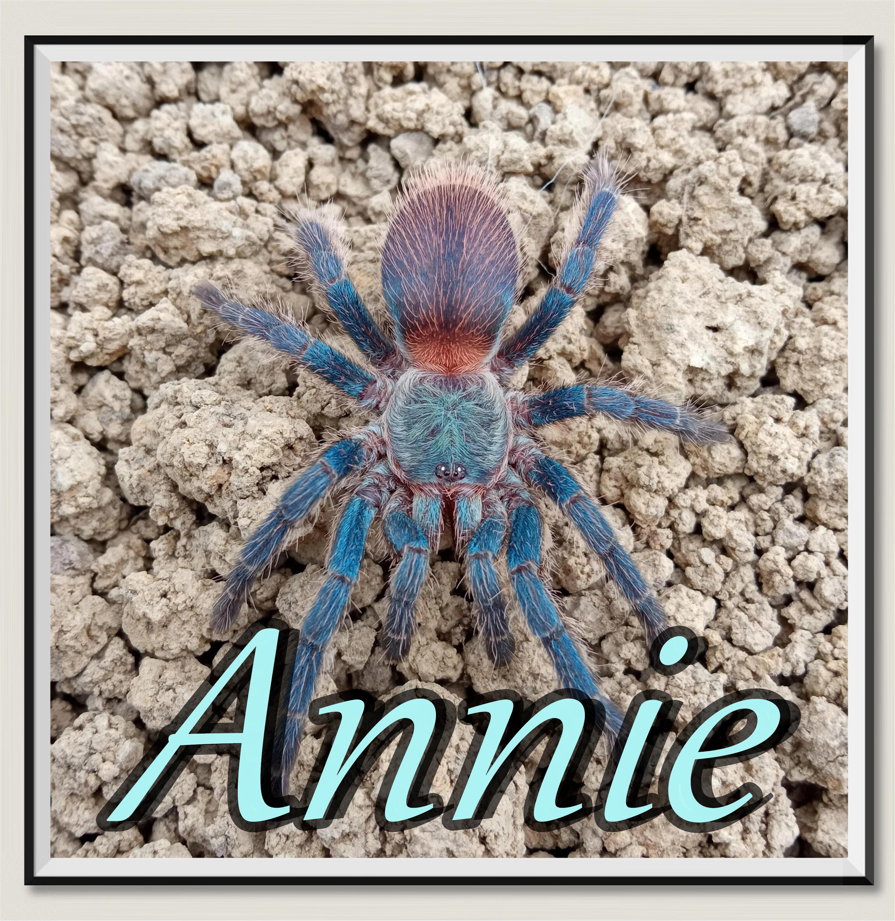 巴西蓝丝绒网红宠物蜘蛛高人气中小型经典品种