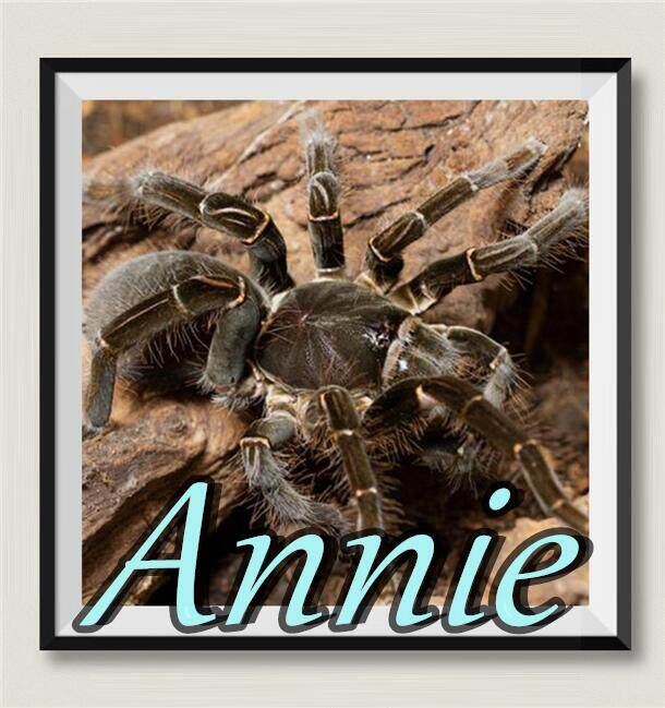 铁锈红巴布客麦隆红巴布网红宠物蜘蛛巴布家族成员