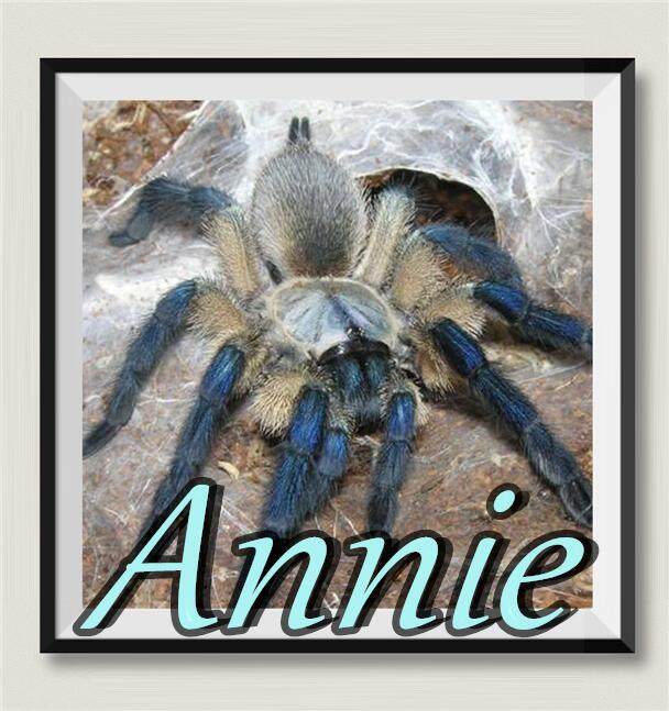 梦幻食鸟索科特拉蓝巴布网红宠物蜘蛛超高人气王巴布家族经典品种