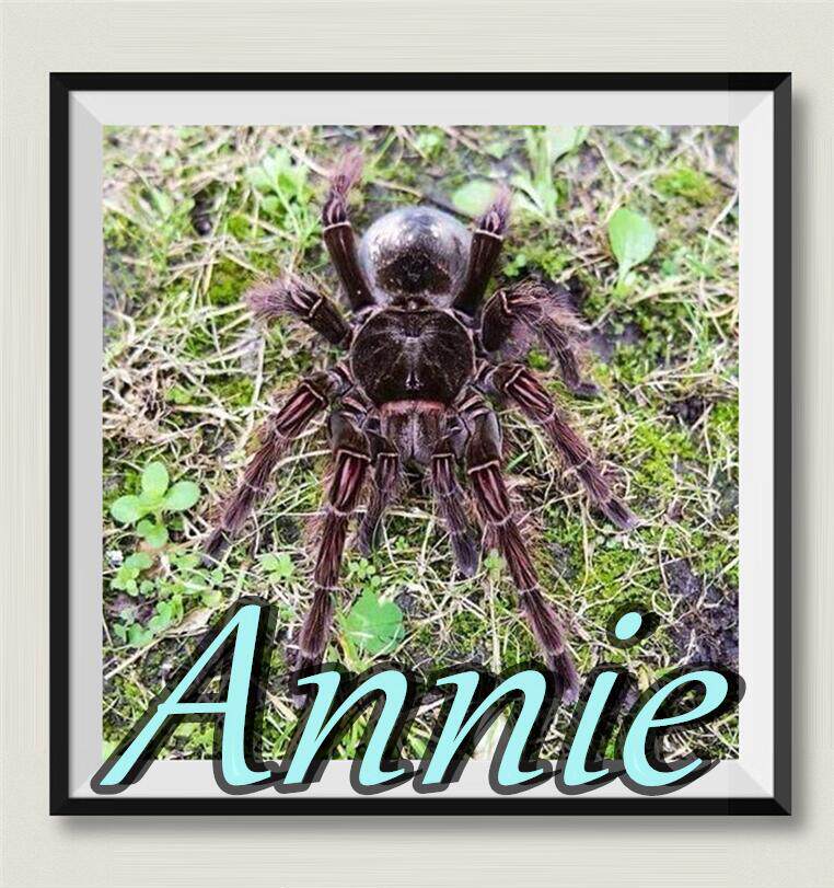 亚马逊巨人食鸟蛛tb长毛种网红宠物蜘蛛t属三巨头世界纪录28厘米