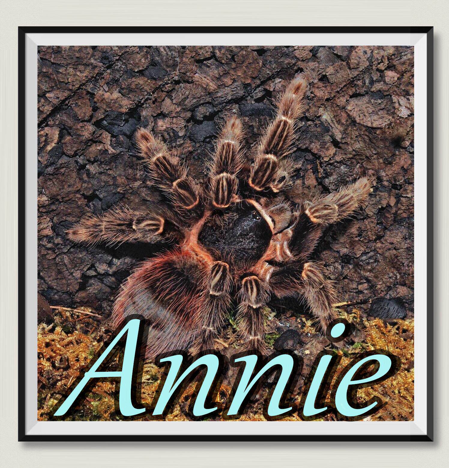 巴伊亚猩红网红宠物蜘蛛超高人气l属巨头之一经典入门级品种