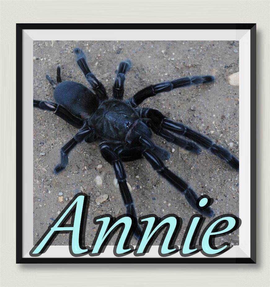 卡恩卡拉地老虎网红宠物蜘蛛高人气老虎家族经典品种