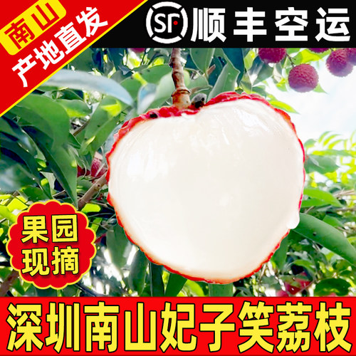 荔枝妃子笑肉多核小荔枝