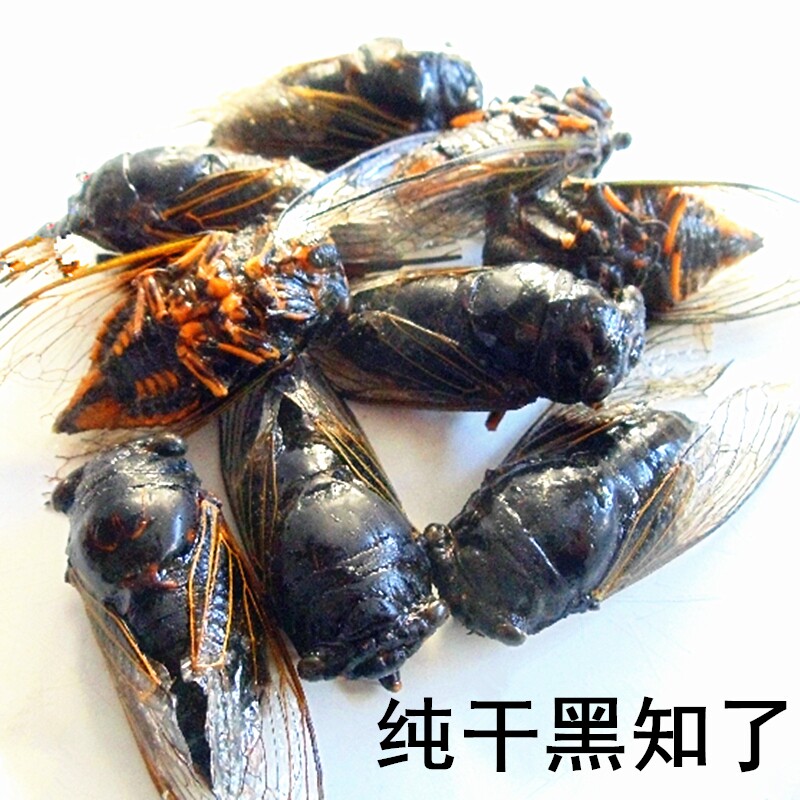 2026年新鲜黑蝉黑知了知了猴其它生肉制品