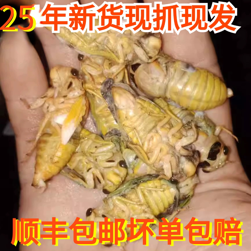 100只嫩知了白知了猴嫩蝉鲜嫩脱壳白蝉银蝉嫩金蝉蛹爬蚱爬叉脱皮