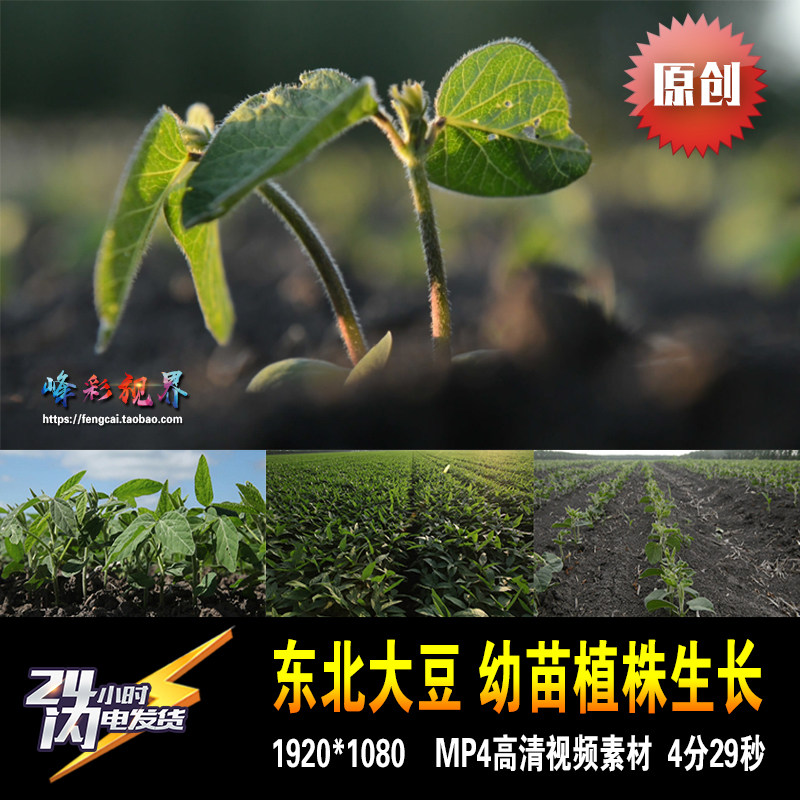 东北大豆幼苗成长植株成熟良田北大荒农场农业 原创高清视频素材