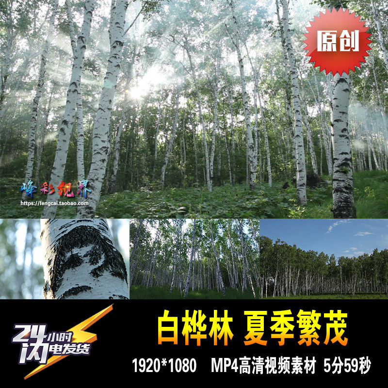 白桦林 白桦树 夏季北大荒东北树林 原创拍摄高清视频素材