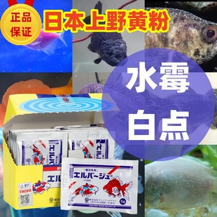 日本进口上野黄粉正品杀菌水族观赏鱼白点净鱼药白毛水霉病专治