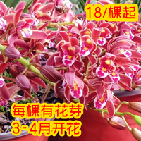 正宗蜜蜂兰盆栽绿植花卉兰花苗耐寒耐热新手易活阳台引蜂客厅懒人