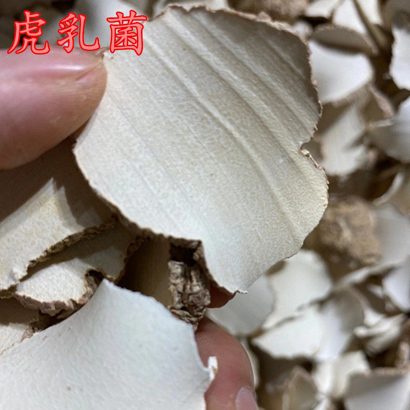 虎乳菌片 乳菌片100克虎奶菌汤包小儿久咳不愈虎奶菇