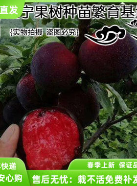 嫁接南方种植庭院水果李子树苗