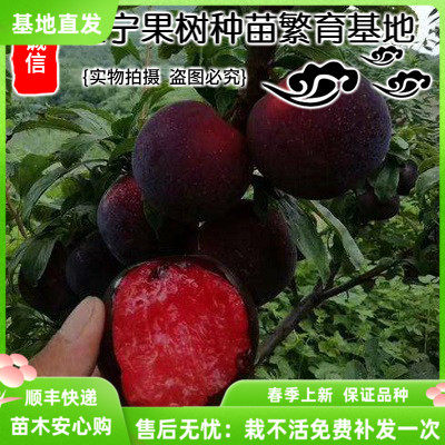 嫁接南方种植庭院水果李子树苗