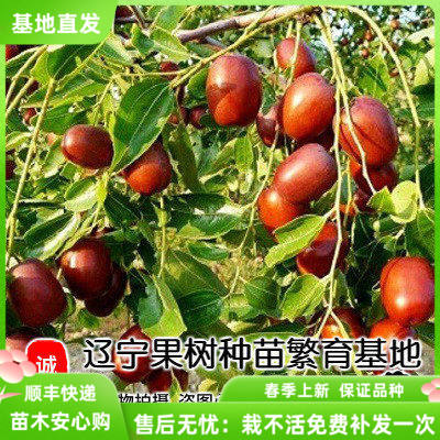 庭院盆栽地栽朝阳大枣苗果树苗
