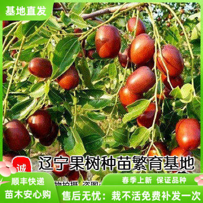 庭院盆栽地栽朝阳大枣苗果树苗