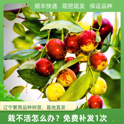 冬枣耐寒嫁接南方种植果树苗