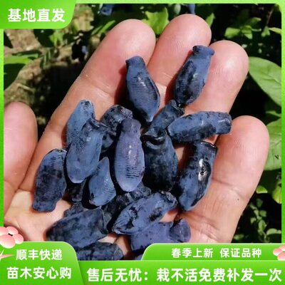 茄子羊奶子蓝靛果树苗