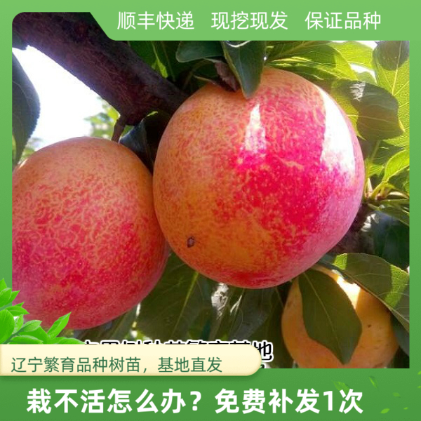 贵阳南方种植嫁接水果李子树苗