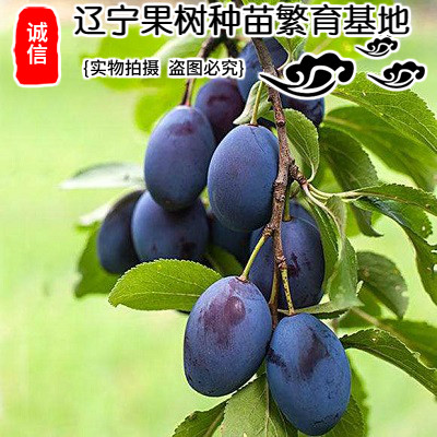 西梅皇后树苗嫁接美国加州西梅李子苗果树苗盆栽地栽南方北方种植