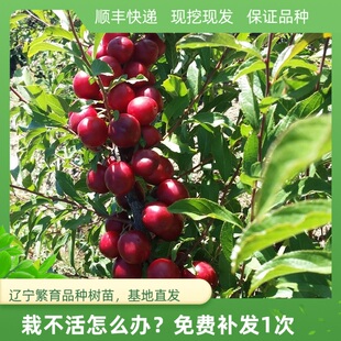 钙果树苗新品种鲜食甜耐寒果苗欧李种苗北方小浆果盆地栽庭院种植