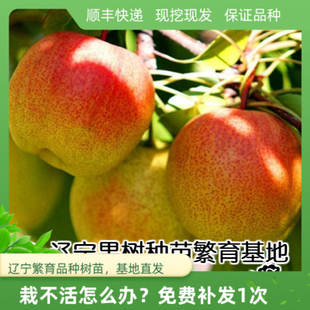 南果梨树苗辽宁鞍山嫁接红南国梨苗南北方种植新品种香水梨包成活