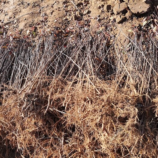 山荆子苗东北野生山丁子树苗种子苹果树嫁接砧木山野果花园艺庭院