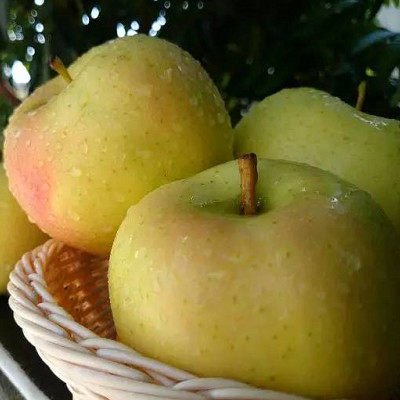 果树苗日本青森水蜜桃苹果树苗嫁接水蜜桃苹果苗南方北方庭院种植