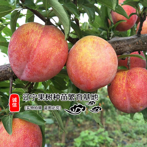 辽宁耐寒大红袍李子苗 嫁接树苗耐寒果大平均180克产量高2019品种