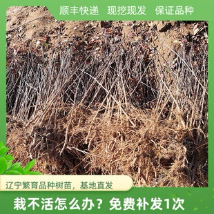 山荆子苗东北野生山丁子树苗种子苹果树嫁接砧木山野果花园艺庭院