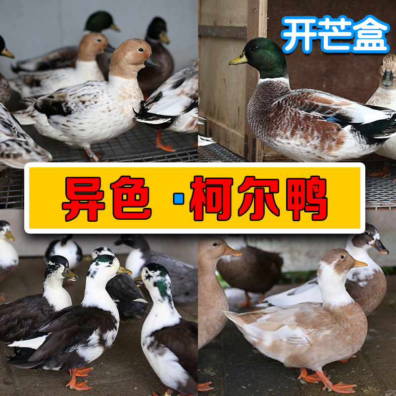 柯尔鸭异色幼崽幼仔受精蛋活宠物