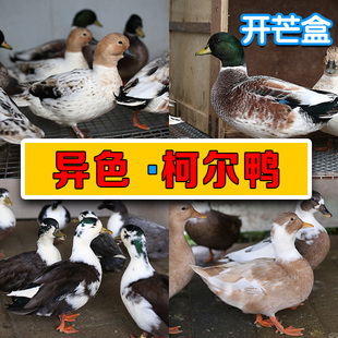 鸭小白网红柯尔鸭活宠物异色科尔鸭受精蛋柯达鸭奶盖宠物鸭幼仔