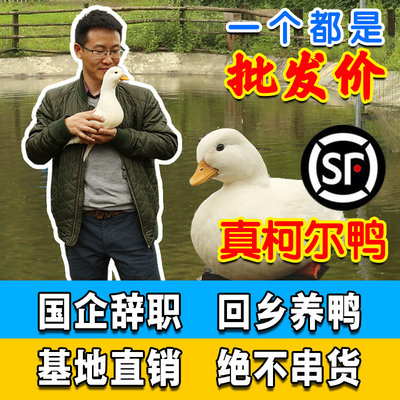 鸭小白纯种柯尔鸭活宠物科尔鸭幼仔宠物鸭柯达鸭成年幼崽受精蛋