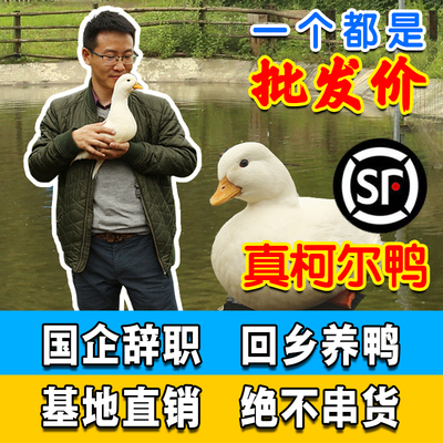 柯尔鸭科尔鸭鸭子鸭小白活宠物蛋