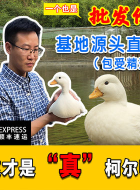 鸭小白柯尔鸭科尔鸭宠物鸭受精蛋