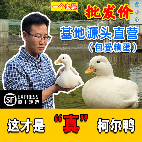 鸭小白柯尔鸭科尔鸭宠物鸭受精蛋