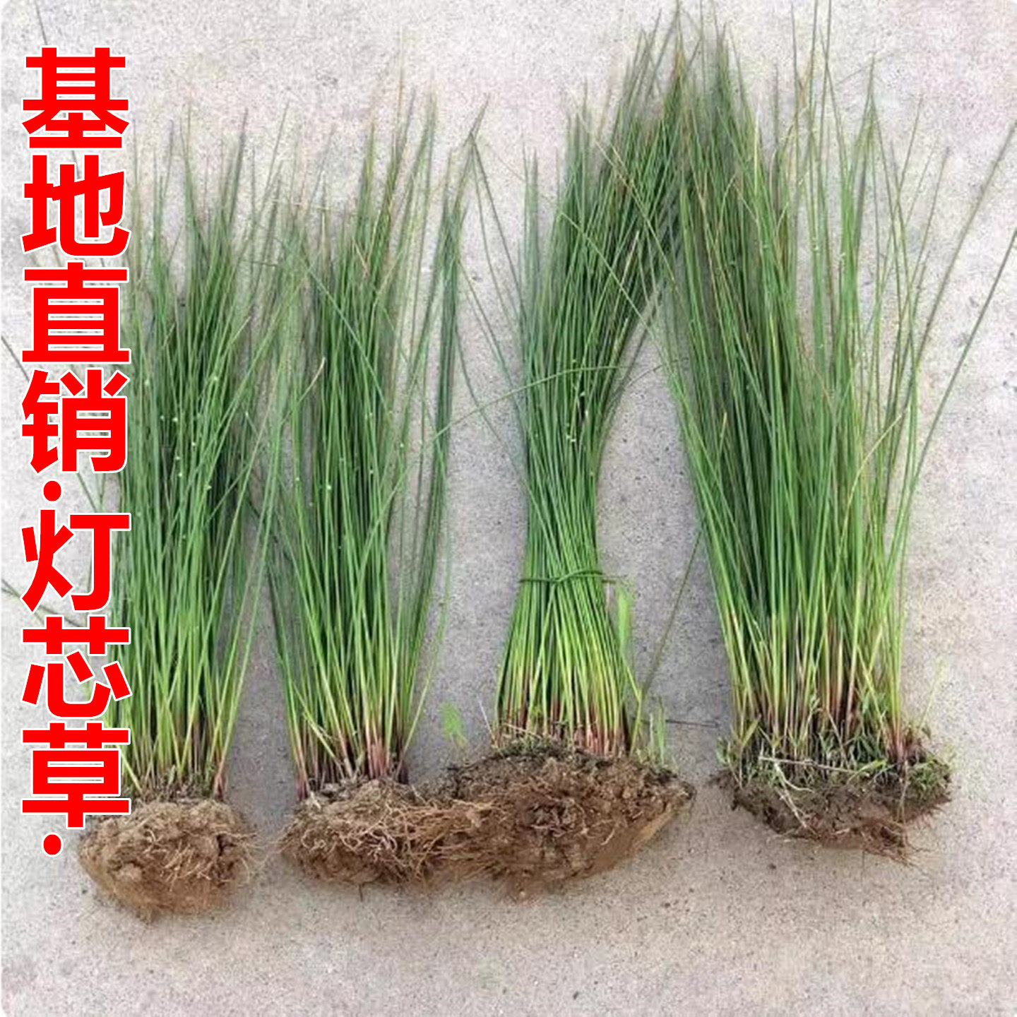 鲜活灯芯草苗 灯心草盆栽基地直销水生植物龙须草水葱带泥发货